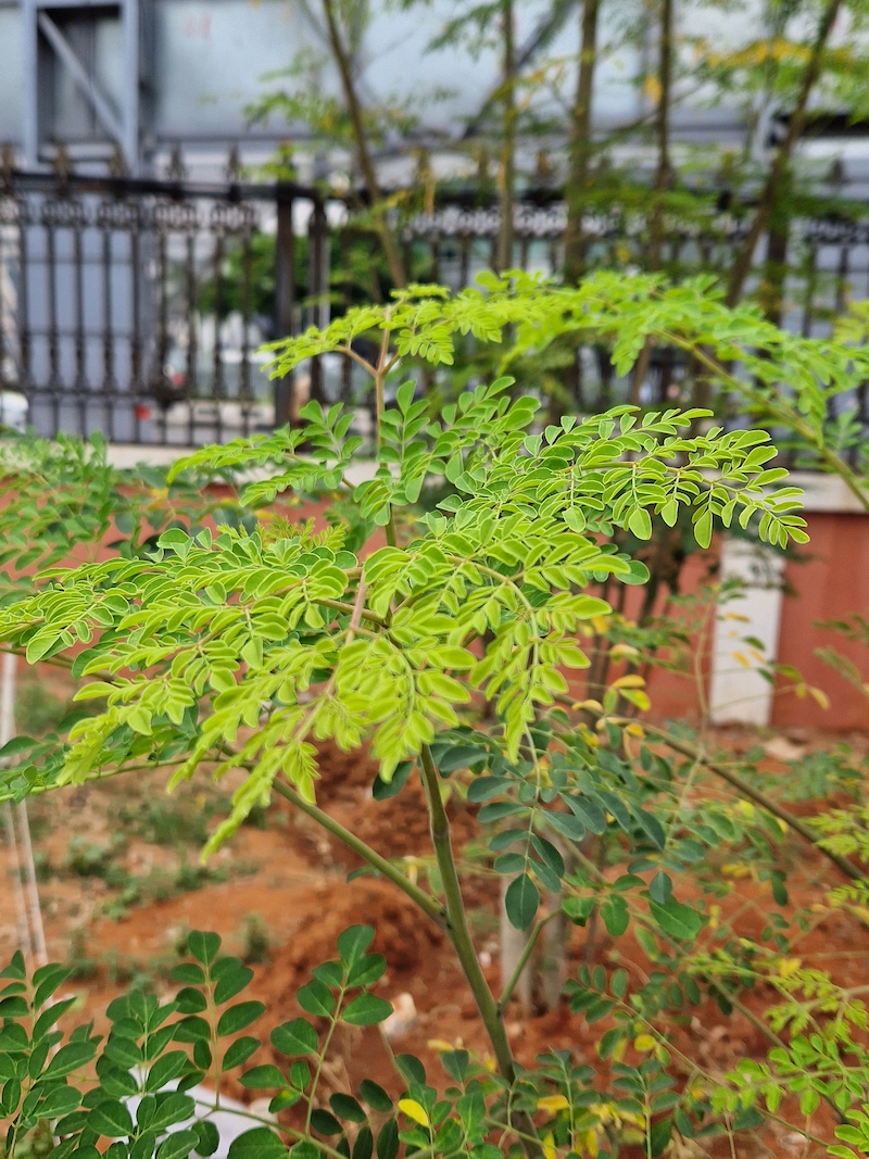Legend: Moringa plant in garden